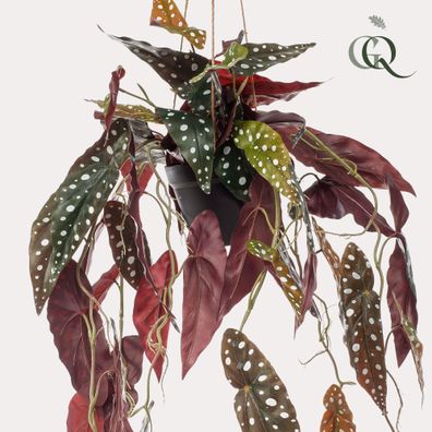 Begonia Maculata - Forellenbegonie 80 cm, eine echte Kunstpflanze für Ihre Inneneinri