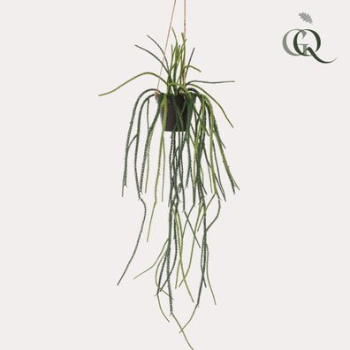 Kunstpflanze Rhipsalis Korallenkaktus 85 cm für ein gepflegtes, natürliches Wohnambie