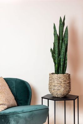 Kunstpflanze Sanseveria Black Coral - Elegante Frauenzunge in 97 cm für zeitlose Wohn