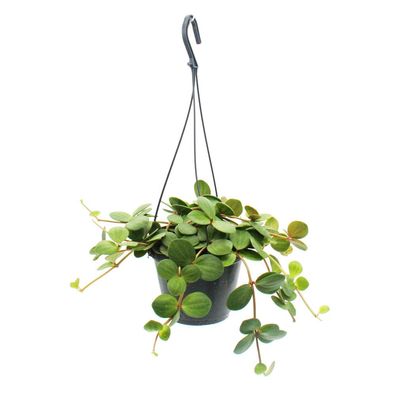 Zimmerpflanze zum Hängen - Peperomia tetraphylla - hängender Zwergpfeffer - 14cm