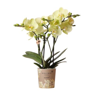 Kolibri Orchids gelbe Phalaenopsis-Orchidee 34cm hoch Topfgröße 9cm blühende Zimme