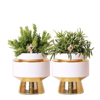 Kolibri Greens Rhipsalis Satz von 2 Pflanzen in Gold Le Chic dekorative Töpfe