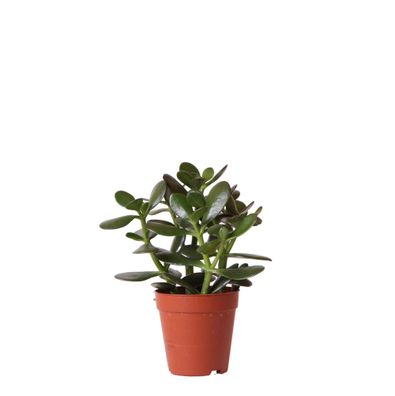 Kolibri Greens Grünpflanze Sukkulente Crassula Ovata Topfgröße 9cm grüne Zimmerpfl