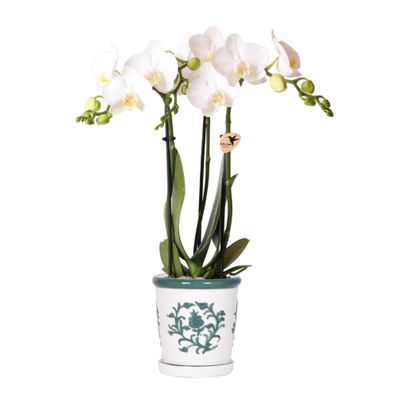 Kolibri Orchids weiße Phalaenopsis Orchidee Amabilis + Malaga Ziertopf grün