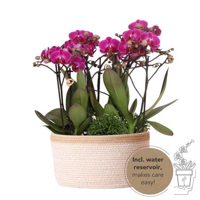 Kolibri Orchids lila Pflanzenset im Baumwollkorb inkl. Wassertank drei lila Orchid