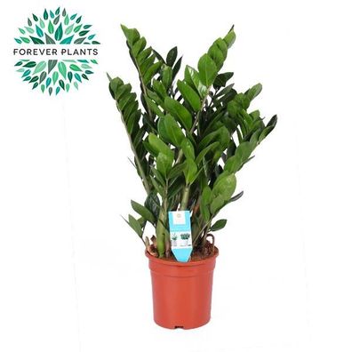 Zamioculcas Zamiifolia - Ø21cm - ?95cm