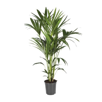 Howea Forsteriana - Ø21cm - ?120cm