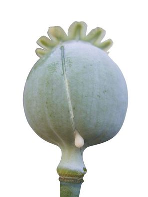 Schlafmohn - Papaver somniferum - Blaumohn - Portion mit 1000 Samen