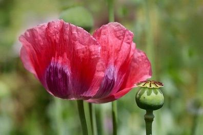 2.000 Samen * Schlafmohn* -Papaver Somniferum