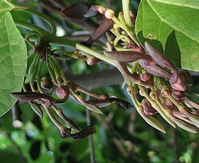 Pfeifenwinde - Aristolochia pothieri 10+ Samen mehrjährige Kletterpflanze Z 204