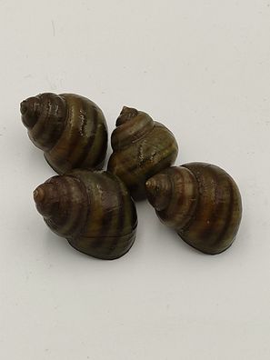 Sumpfdeckelschnecke - Teichschnecke