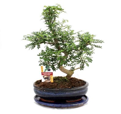 Bonsai Szechuan-Pfeffer - Zanthoxylum piperitum - ca. 12-15 Jahre