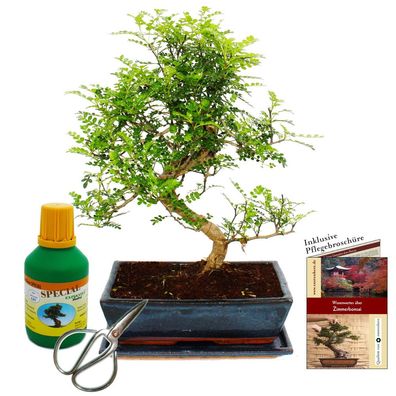 Bonsai - Zanthoxylum piperitum - ca. 12-15 Jahre - 30cm Schale - Geschenkset mit