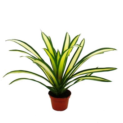 Ausgefallene XL-Bromelien "Nature's Touch" - Exotische Blattschönheiten