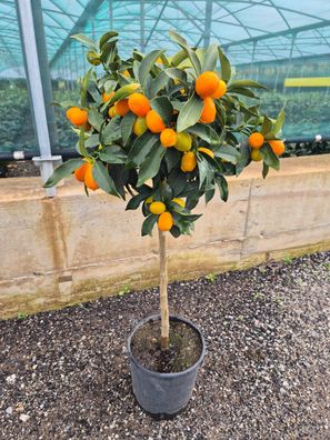 Kumquat Citrus Fortunella Ovale Kumquat 90-110 cm Exotische Zitruspflanze