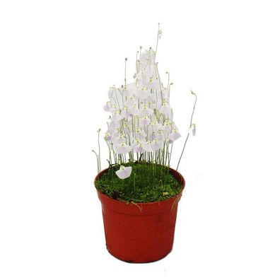 Fleischfressende Pflanze - Wasserschlauch - Utricularia livida - 9cm Topf - Rarität