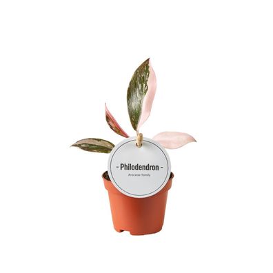 Philodendron Pink Princess - Ø6cm - 15cm - Zimmerpflanze