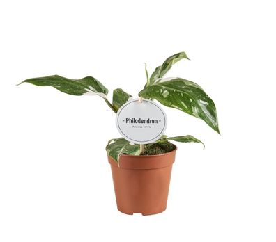 Philodendron White Princess - Ø12cm - 30cm - Zimmerpflanze