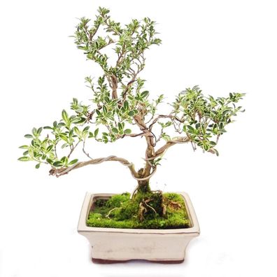 Outdoor Bonsai - Serissa foetida variegata - Junischnee - Baum der 1000 Sterne 15cm