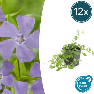 Vinca minor 'La Grave' | 12 Stücke - Ø9cm - 10-25cm - Gartenpflanze