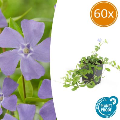 Vinca minor 'La Grave' | 60 stuks - Ø9cm - 10-25cm - Gartenpflanze