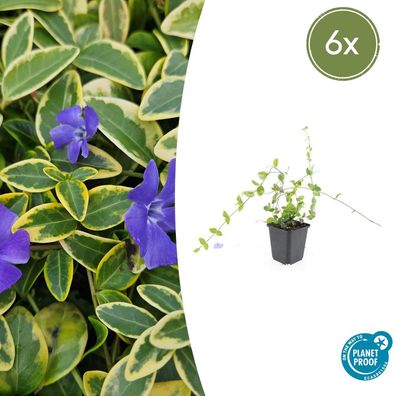 Vinca minor 'Blue and Gold' | 6 Stücke - Ø9cm - 10-25cm - Gartenpflanze