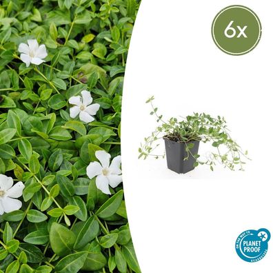 Vinca minor 'Gertrude Jekyll' | 6 Stücke - Ø9cm - 10-25cm - Gartenpflanze