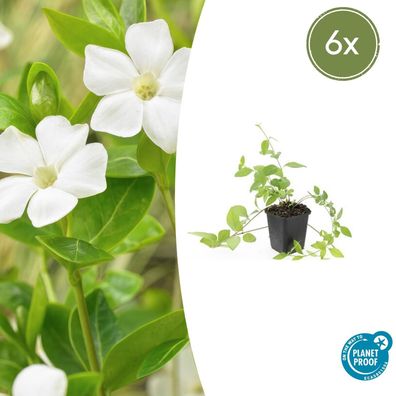 Vinca major 'Alba' | 6 Stücke - Ø9cm - 10-25cm - Gartenpflanze