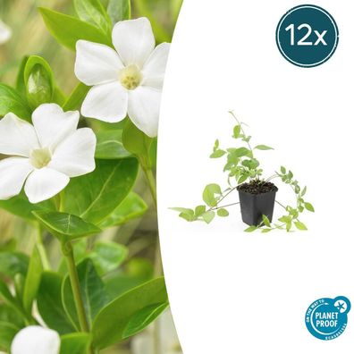 Vinca major 'Alba' | 12 Stücke - Ø9cm - 10-25cm - Gartenpflanze