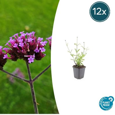 Verbena bonariensis 'Lollipop' | 12 Stücke - Ø9cm - 10-25cm - Gartenpflanze