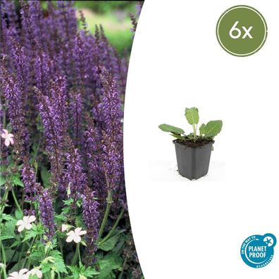 Salvia nemorosa 'Mainacht' | 6 Stücke - Ø9cm - 10-25cm - Gartenpflanze