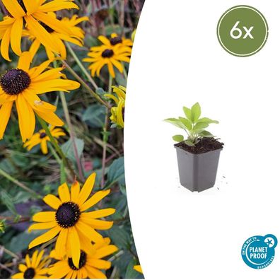 Rudbeckia fulgida 'Goldsturm' | 6 Stücke - Ø9cm - 10-25cm - Gartenpflanze