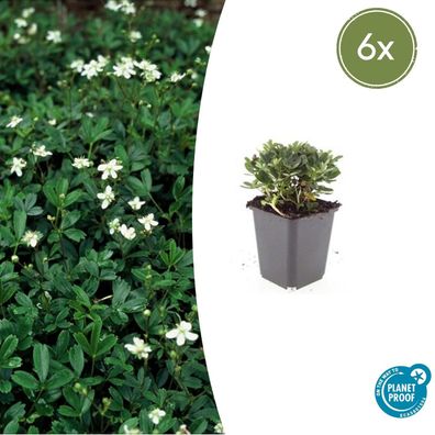 Potentilla tridentata 'Nuuk' | 6 Stücke - Ø9cm - 10-25cm - Gartenpflanze