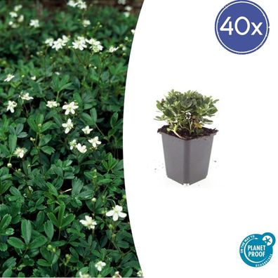 Potentilla tridentata 'Nuuk' | 40 Stücke - Ø9cm - 10-25cm - Gartenpflanze