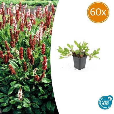 Persicaria aff 'Darjeeling Red' | 60 Stücke - Ø9cm - 10-25cm - Gartenpflanze