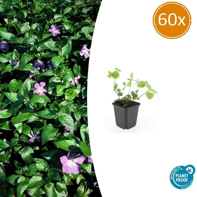 Vinca major | 60 Stücke - Ø9cm - 10-25cm - Gartenpflanze