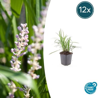 Liriope muscari 'Monroe White' | 12 Stücke - Ø9cm - 10-25cm - Gartenpflanze