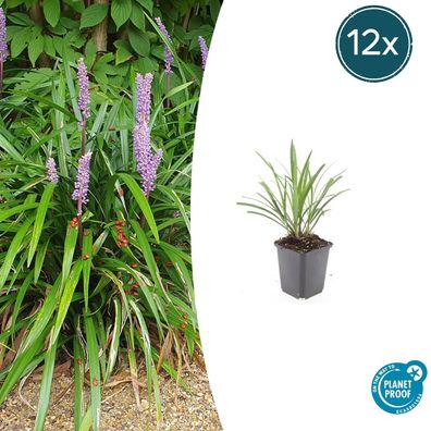 Liriope muscari 'Ingwersen' | 12 Stücke - Ø9cm - 10-25cm - Gartenpflanze