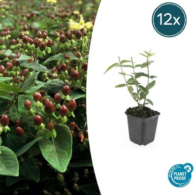 Hypericum inodorum | 12 Stücke - Ø9cm - 10-25cm - Gartenpflanze