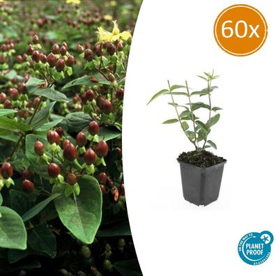 Hypericum inodorum 'Rheingold' | 60 Stücke - Ø9cm - 10-25cm - Gartenpflanze