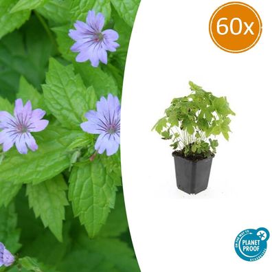 Geranium nodosum | 60 Stücke - Ø9cm - 10-25cm - Gartenpflanze