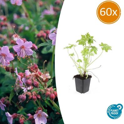 Geranium macrorrhizum | 60 Stücke - Ø9cm - 10-25cm - Gartenpflanze