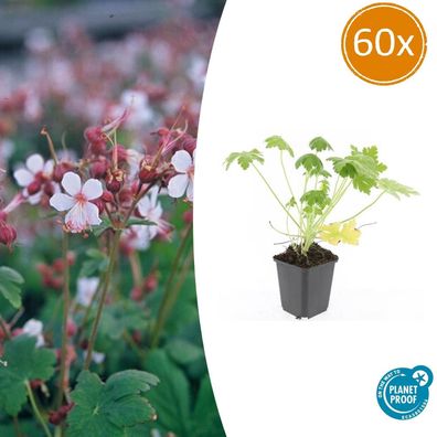 Geranium macrorrhizum 'Spessart' | 60 Stücke - Ø9cm - 10-25cm - Gartenpflanze