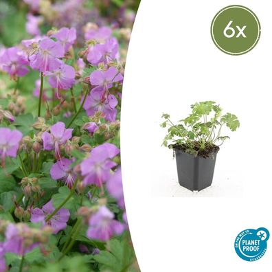 Geranium cantabrigiense 'Cambridge' | 6 Stücke - Ø9cm - 10-25cm - Gartenpflanze
