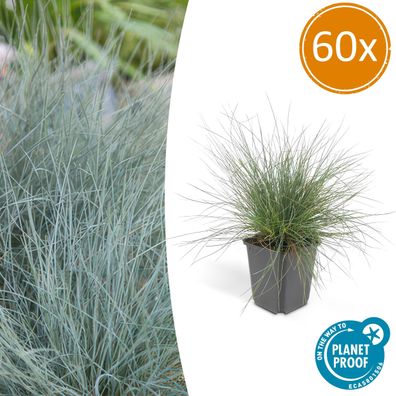 Festuca glauca 'Elijah Bleu' | 60 Stücke - Ø9cm - 10-25cm - Gartenpflanze