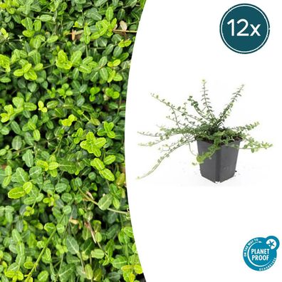 Euonymus fortunei 'Minimus' | 12 Stücke - Ø9cm - 10-25cm - Gartenpflanze