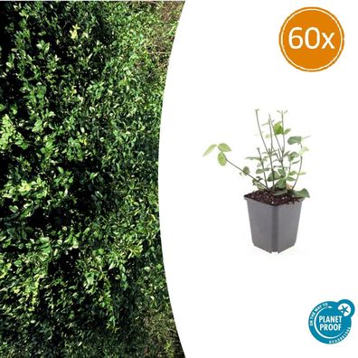 Euonymus fortunei 'Coloratus' | 60 Stücke - Ø9cm - 10-25cm - Gartenpflanze