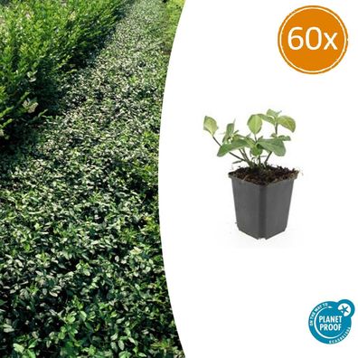 Euonymus fortunei 'Dart's Blanket' | 60 Stücke - Ø9cm - 10-25cm - Gartenpflanze