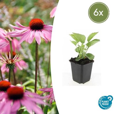 Echinacea purpurea 'Magnus' | 6 Stücke - Ø9cm - 10-25cm - Gartenpflanze