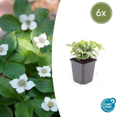 Cornus canadensis | 6 Stücke - Ø9cm - 10-25cm - Gartenpflanze
